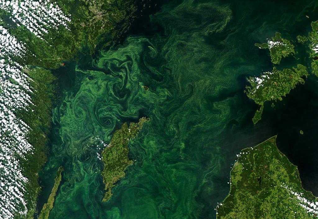 Figure 2: Algae blooms (seen in a July 2005 satellite image) have created the worlds largest dead zone in the Baltic Sea. Jeff Schmaltz, NASA.