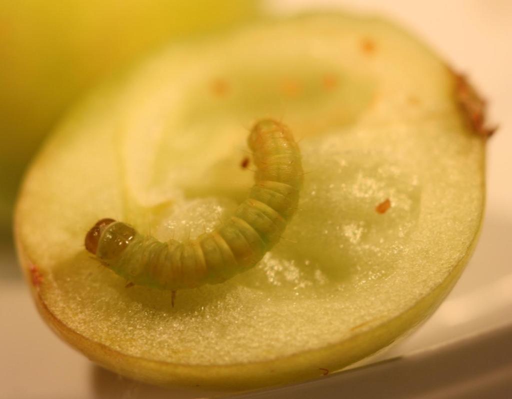 Cranberry fruitworm larvae Light green head Body is green.