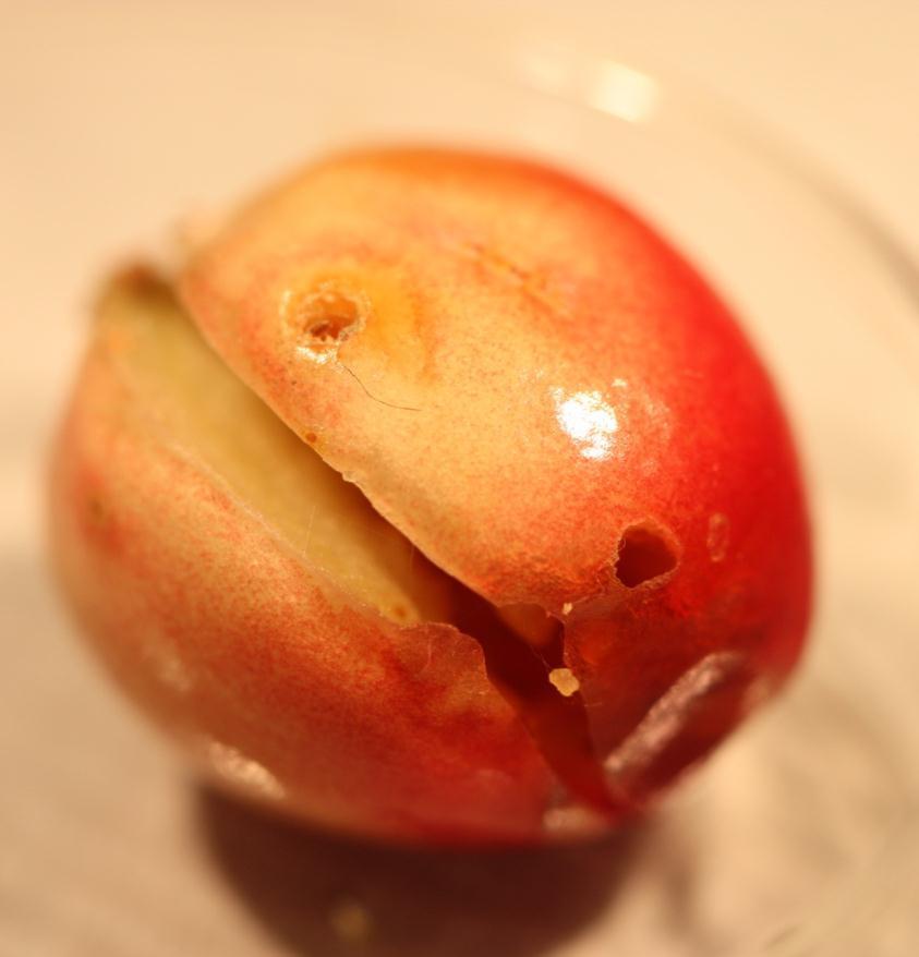 Larvae exit holes and frass in cranberry fruit Photos: