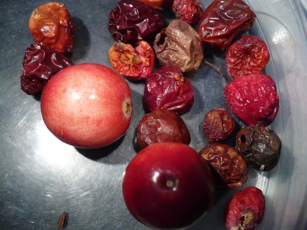 Damage to cranberry fruit: raisins Photo: