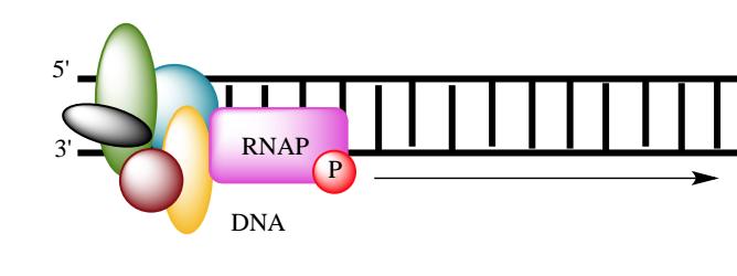 Transcription elongation begins after transcription - The carboxyl terminal domain on the RNA polymerase II controls elongation - Phosphorylation of this tail occurs by GTFs - When phosphorylated, it