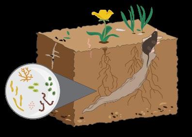 Soil Health is the continued capacity of soil to function as a vital living ecosystem that sustains plants, animals, and humans SOIL IS A LIVING