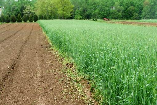 Cover Crops CC s fit well in no-till systems