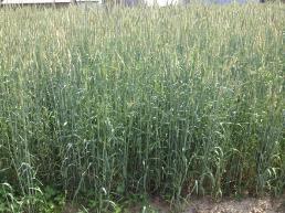 Cereal Rye Allelopathy Great soil builder; nitrogen scavenger Produces more biomass