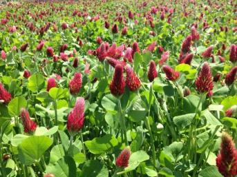 Crimson Clover Annual Clover Great soil builder Excellent nitrogen producer (legume) Rapid vigorous growth Establish late