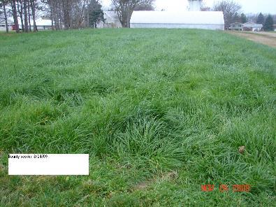 Annual Ryegrass Very deep rooted Can be difficult to kill in spring