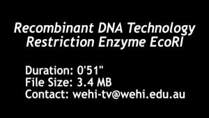Restriction Enzyme EcoR1 http://www.wehi.edu.au/education/wehi-tv/dna/recombinant_dna.