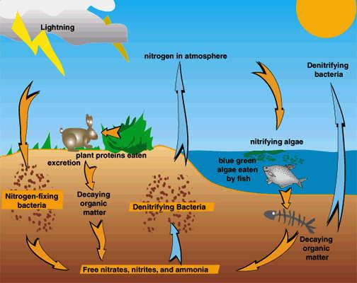 Energy from lightning causes nitrogen gas in the air to react with oxygen in the air, producing