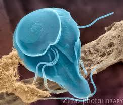 This mean little bug is a parasite called Giardia Lamblia. It can make people really sick. Discuss How does treating our water before and after we use it, affect us? our world?