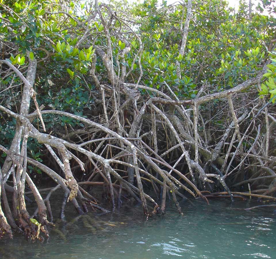 Mangrove: Loxahatchee, Florida These occur in areas where there isn t much oxygen in the soil.