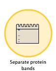 A protein sample is subjected to polyacrylamide gel electrophoresis.