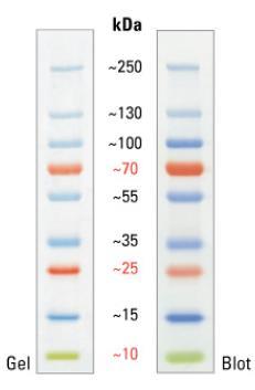 Prestained marker Figure: Protein Ladder is a mixture of nine (9) blue-, orange- and green-stained