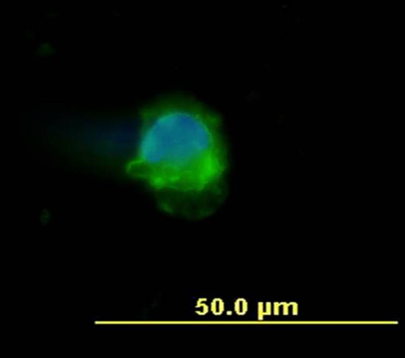 Monoclonal antibody clone MEM-28 ICC/IF image Immunofluorescence: man