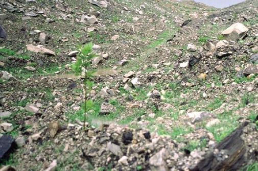 In order to establish a tree-compatible groundcover, mine operators seed in a manner that differs from common grassland reclamation by: Using less-competitive grass and legume species; Using lower