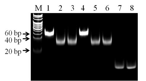 SUPPLEMENTARY RESULTS Verification of the formation of dsdna substrate and its stability.