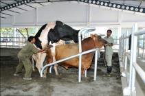 Bulls as specified by DADF, GOI shall only be used for AI Bulls distributed to other agencies for semen production and Natural service Progress Report of PS