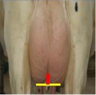 Type traits Subjective Assessment on 1-9 score Central Ligament, Front Teat Placement, Rear Teat Placement and Body Condition Score.