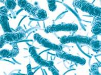 COLI AND YOUR HEALTH Why monitoring E. coli levels is important If E. coli-contaminated water is ingested, it can cause infections and various other health issues: UNSAFE E.
