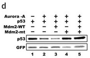 Normalization was done after densitometric analyses of p53 (third row)