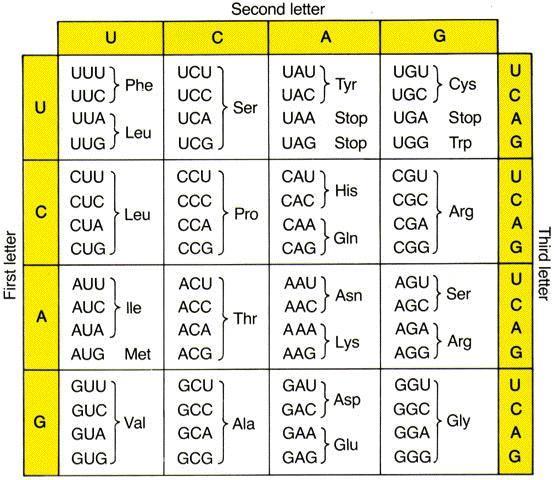 Genetic code There are 64 combinations using the