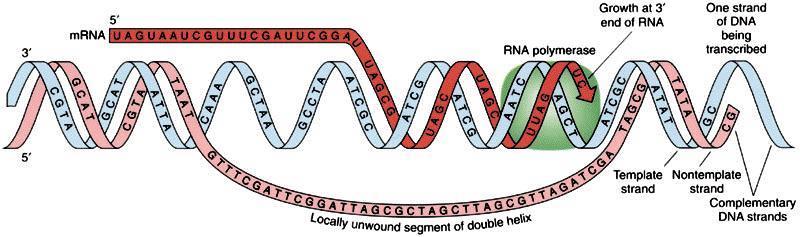 Step 1 of Protein Synthesis DNA is