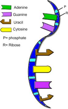 ribose while DNA uses deoxyribose (3) it uses uracil (U) instead