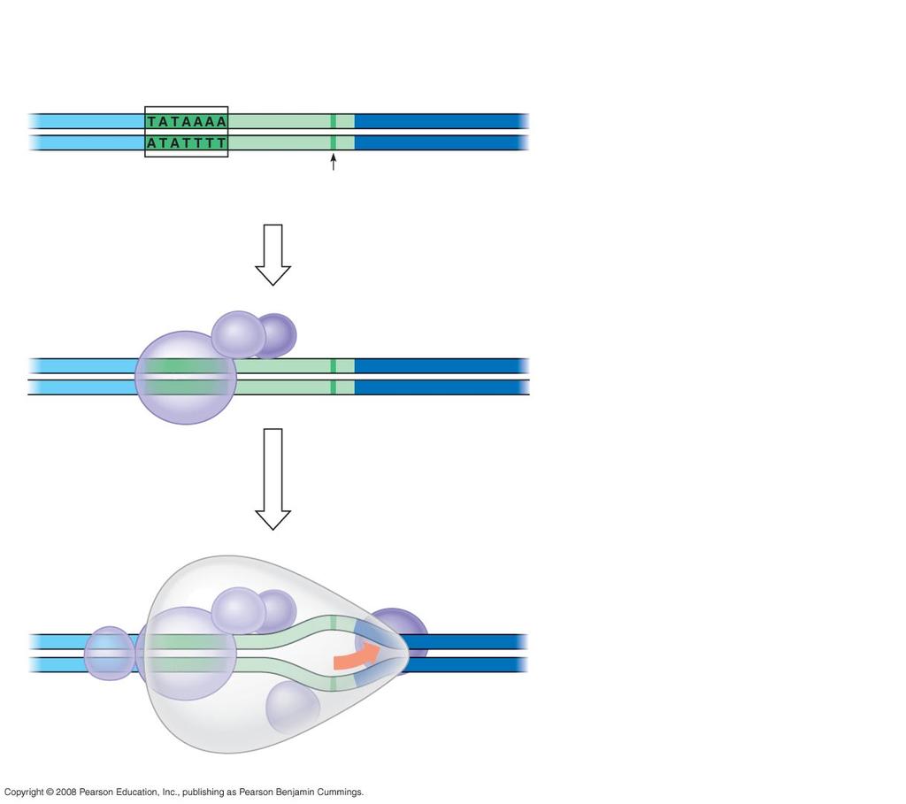 Fig. 17-8 5ʹ 3ʹ 5ʹ 3ʹ 1 A eukaryotic promoter includes a TATA box Promoter Template 3ʹ 5ʹ TATA box Start point Template DNA strand Transcription factors 2 Several transcription factors must bind to