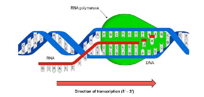 RNA polymerase is the enzyme that unzips the DNA during transcription so it can be read and allow a