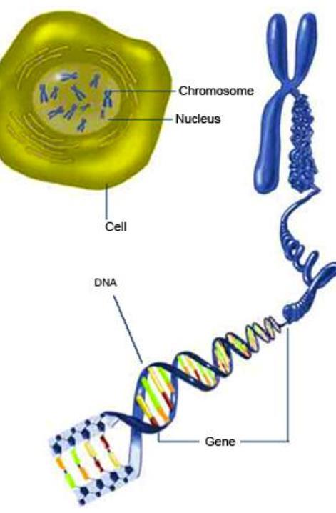 Biology 30 DNA Review: Importance of Meiosis Every cell has a nucleus and every nucleus has chromosomes. The number of chromosomes depends on the species.