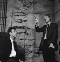 James Watson and Francis Crick are credited with finally piecing together all the