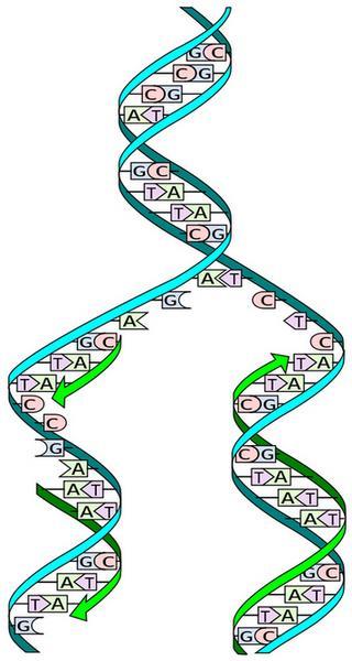 Phase 1: Initiation An initiator protein unwinds a short stretch of DNA double helix. DNA helicase (enzyme) breaks apart the hydrogen bonds in the DNA. The junction is called a replication fork. 2.