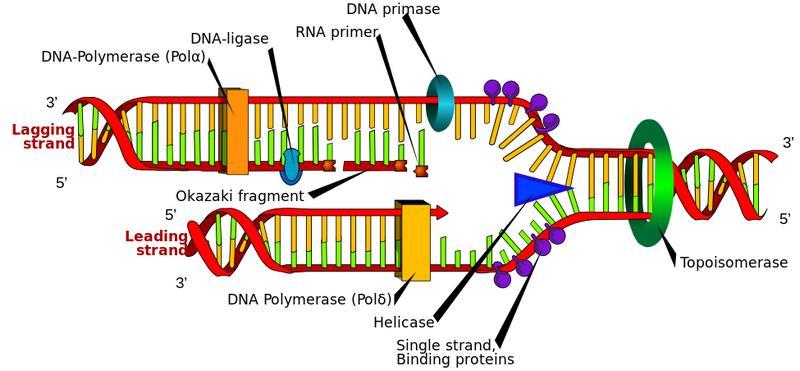 This process creates several fragments, called Okazaki Fragments, that are bound together by DNA ligase.