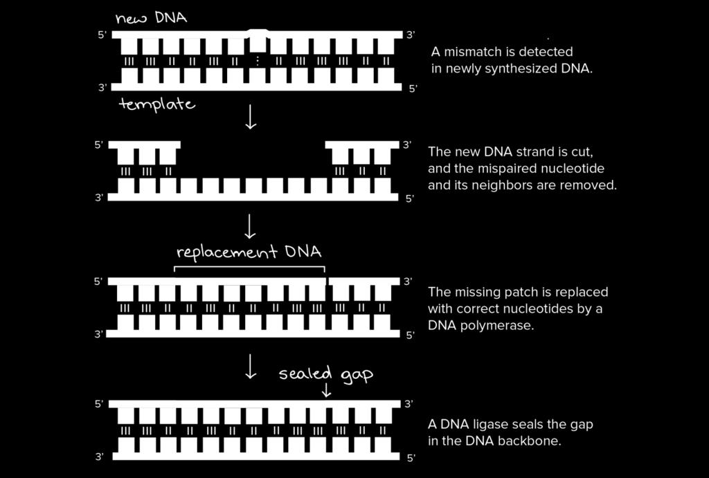 nucleotide has been added, it will remove and replace the nucleotide right away, before continuing with DNA synthesis. o DNA REPAIR ENZYMES can repair damaged DNA also.