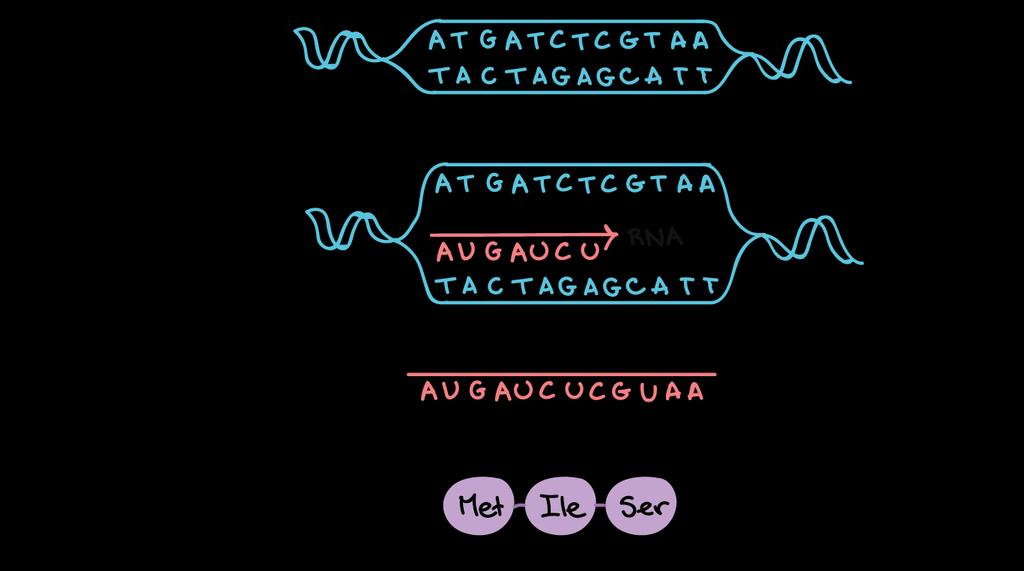 Transcription of a gene takes place in three stages: initiation, elongation, and termination. 1. Initiation.
