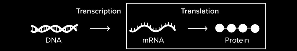 Once bound, RNA polymerase separates the DNA strands, providing the single-stranded template needed for transcription. 2. Elongation.