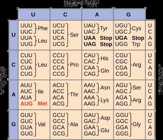 There are 61 codons for amino acids, and each of them is "read" to specify a certain amino acid out of the 20 commonly found in proteins.