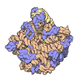 rrna molecules combine with proteins to create the ribosome the organelle responsible for assembling