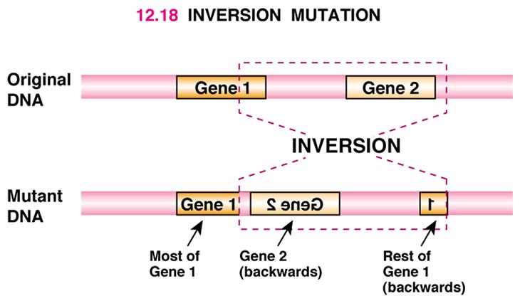 Rearranging DNA: Inversion and translocations 1) Inversion when a segment of DNA is
