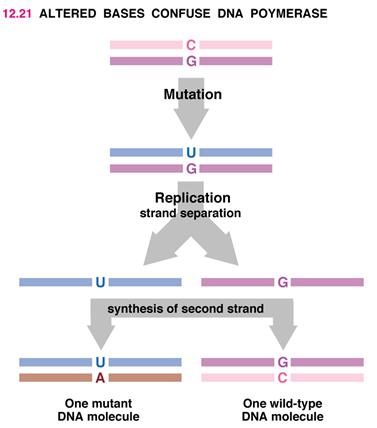 What causes mutations?