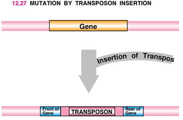 Mutations caused by insertion of transposons 1) Transposon: mobile