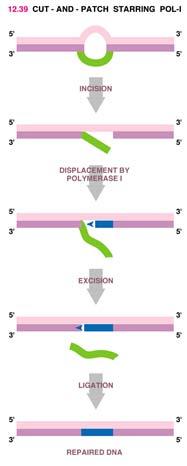 DNA repair 2 Excision repair: cutting out a stretch of