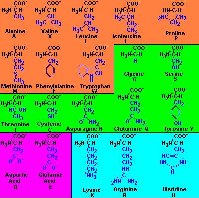 Amino Acids 20 ingredients of proteins Varying side chain is shown in blue Orange indicates nonpolar and hydrophobic, the remainder are polar or hydrophilic Magenta indicates