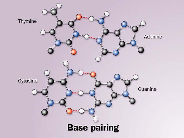 Thymine) Each base binds with another specific base (Thymine with Adenine and Cytosine with Guanine) A DNA molecule is comprised of