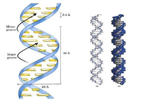 Schematic DNA Many more details are required to give a complete picture of DNA Complementary strands are antiparallel and, thus, oriented (5 -bbbb-3 ) Not a simple twist, but