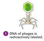 radioactively labeled DNA labeled