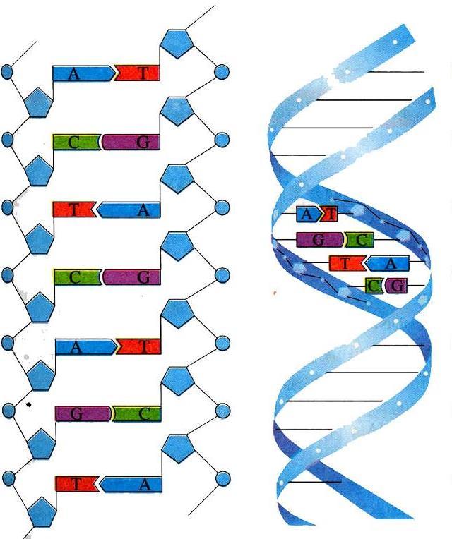 DNA structure Overall structure is