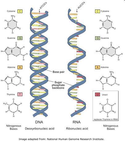 RNA Contains ribose