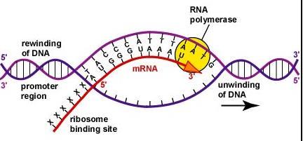 to the ribosome Transfer RNA