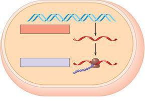In prokaryotes Transcription and translation occur together TRANSCRIPTION DNA mrna Ribosome TRANSLATION Polypeptide (a)