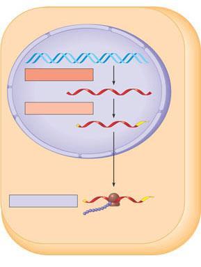In eukaryotes RNA transcripts are modified before becoming true mrna Nuclear envelope TRANSCRIPTION DNA RNA PROCESSING Pre-mRNA mrna Ribosome Figure 17.